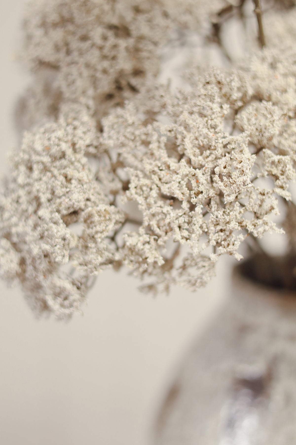Queen Anne’s Lace Spray