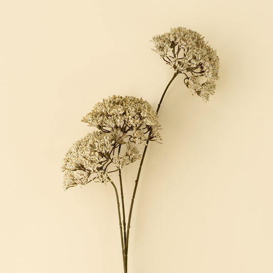 Queen Anne’s Lace Spray