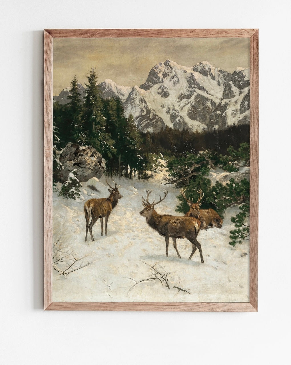Red Deer