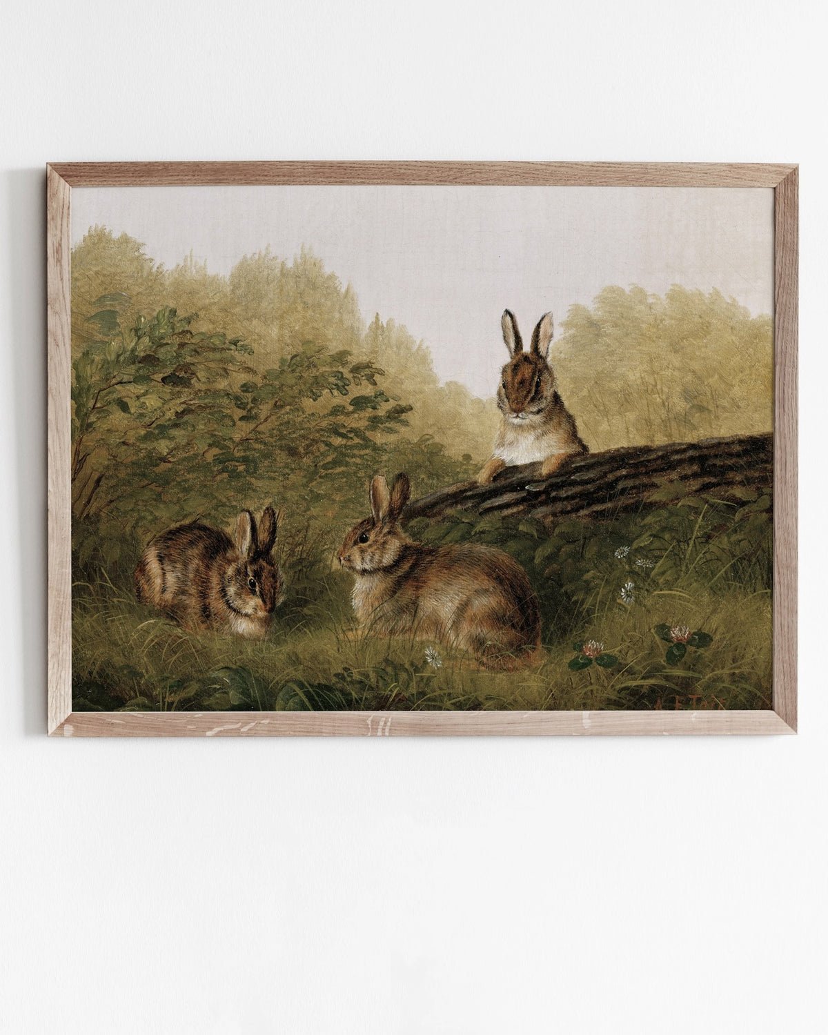 Rabbits