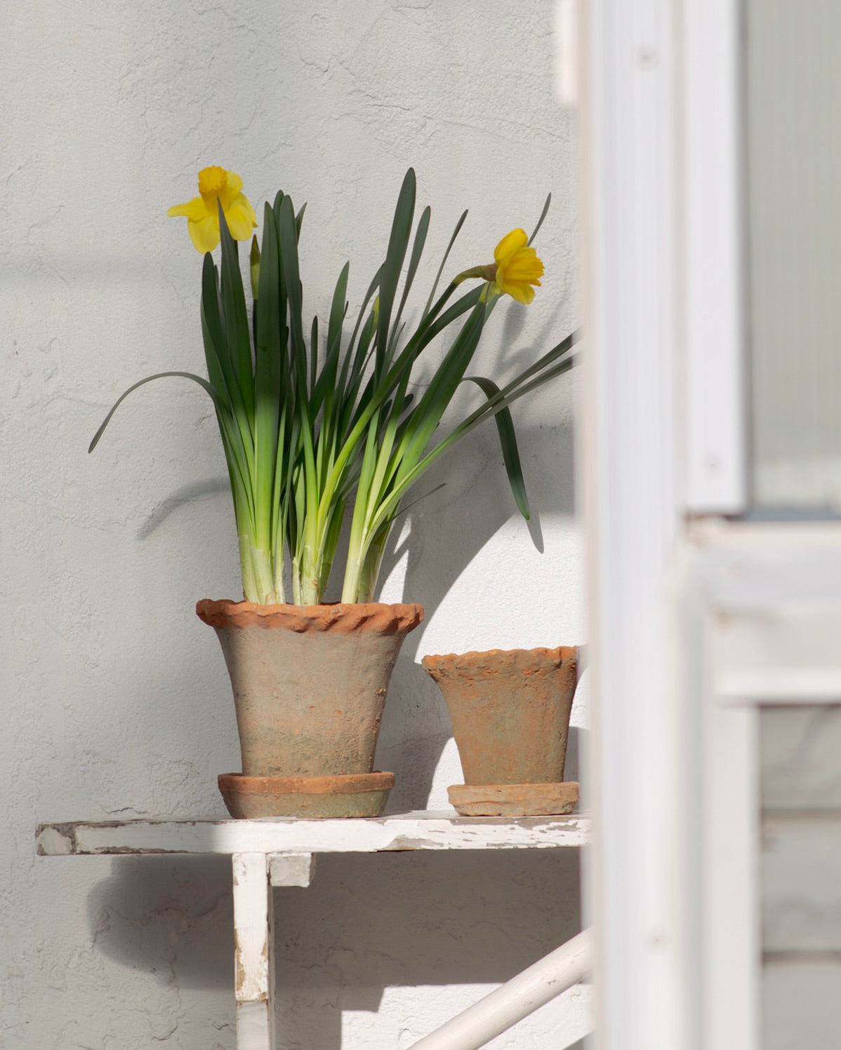 Wavy Edge Terracotta Pot with Saucer