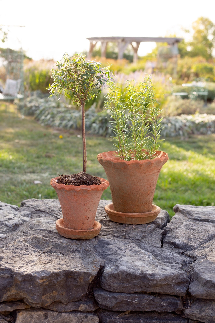 Wavy Edge Terracotta Pot with Saucer