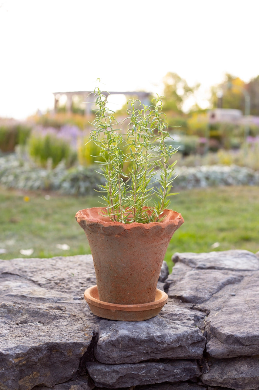 Wavy Edge Terracotta Pot with Saucer