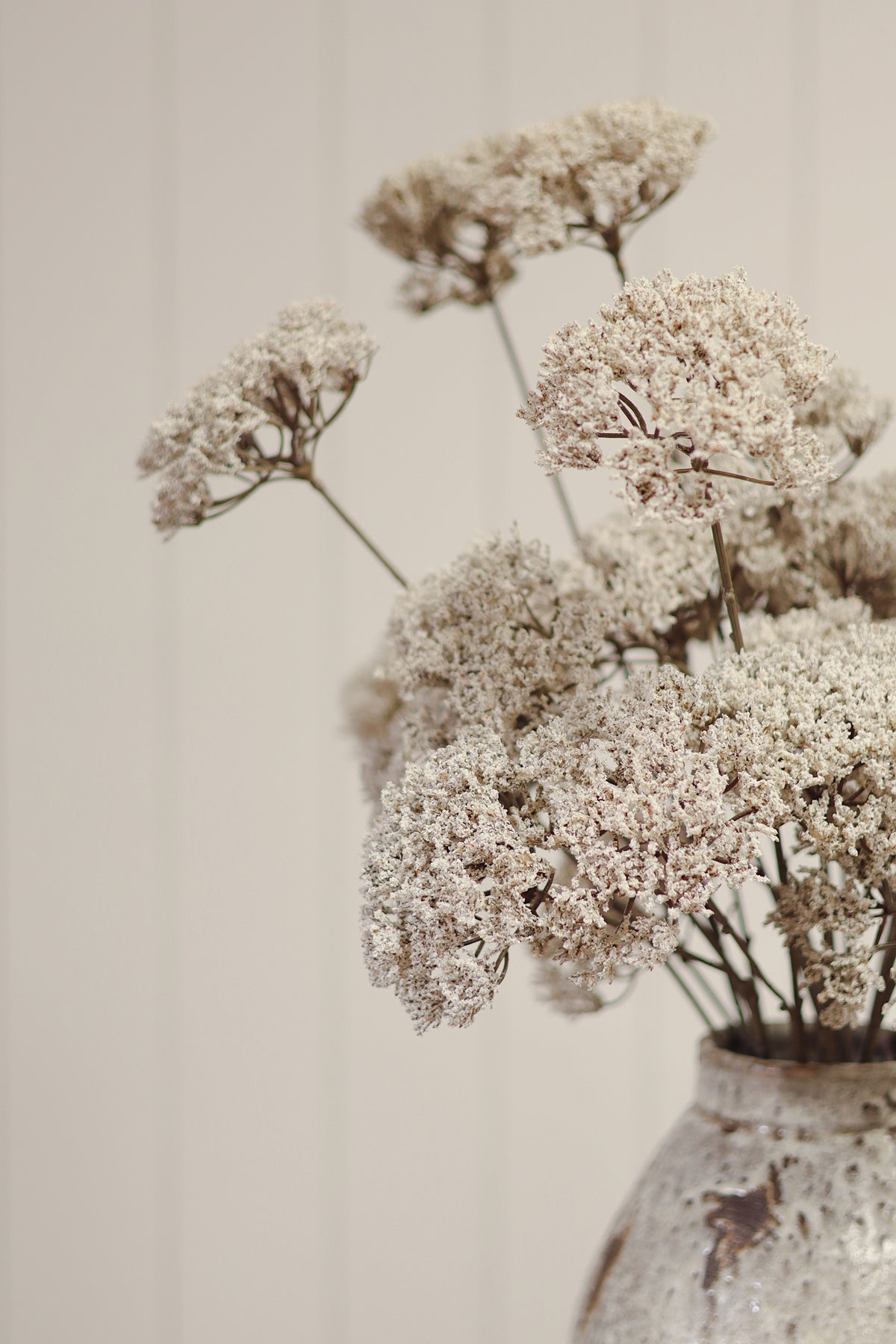 Queen Anne’s Lace Spray