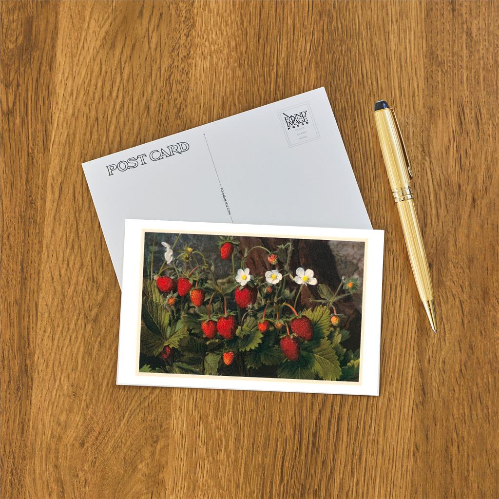 x8 Postcards